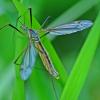 Tipula vernalis
